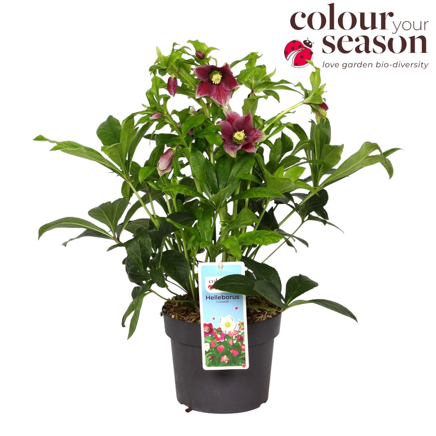 Helleborus Orientalis Pink P19, D 19 cm