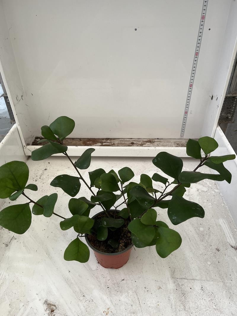 FICUS TRIANGULARIS, D 12