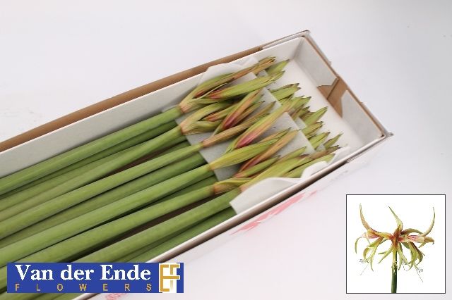 Амарилис Тарантула (фиолетово-зелен.) x18, шт.