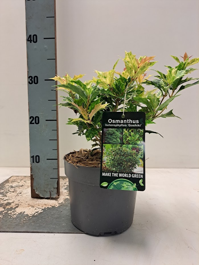 Osmanthus heterophyllus 'Goshiki' C2, D 17 cm