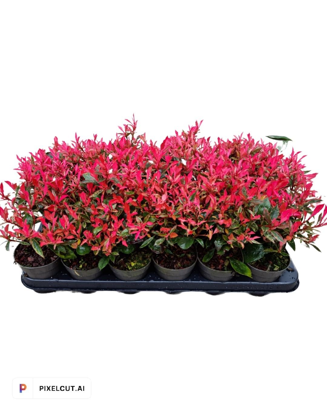 Photinia fras. 'Little Fenna', D 9,5