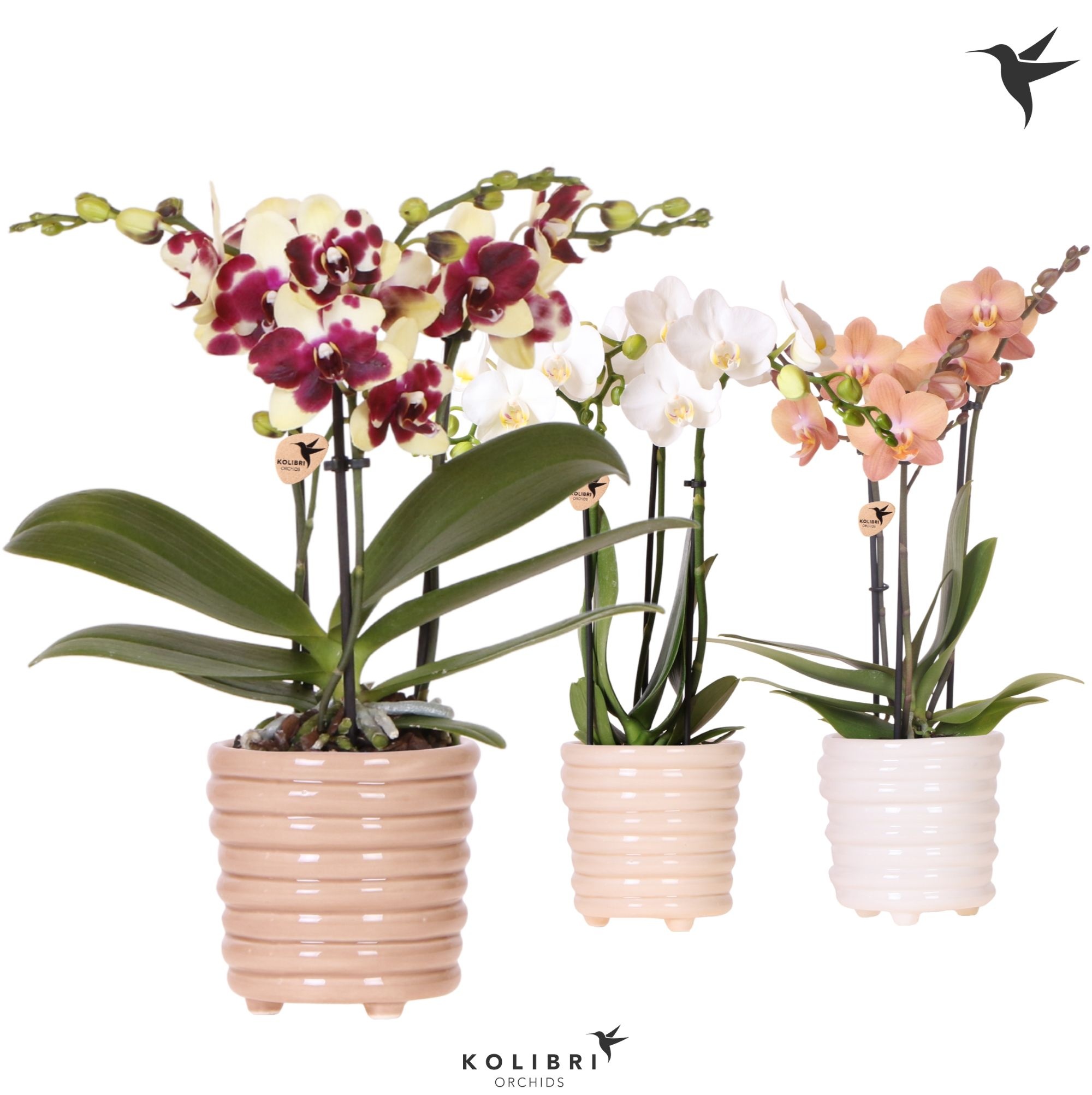 Kolibri Orchids Phalaenopsis mix 3 spike in Ring pot mix, D 9