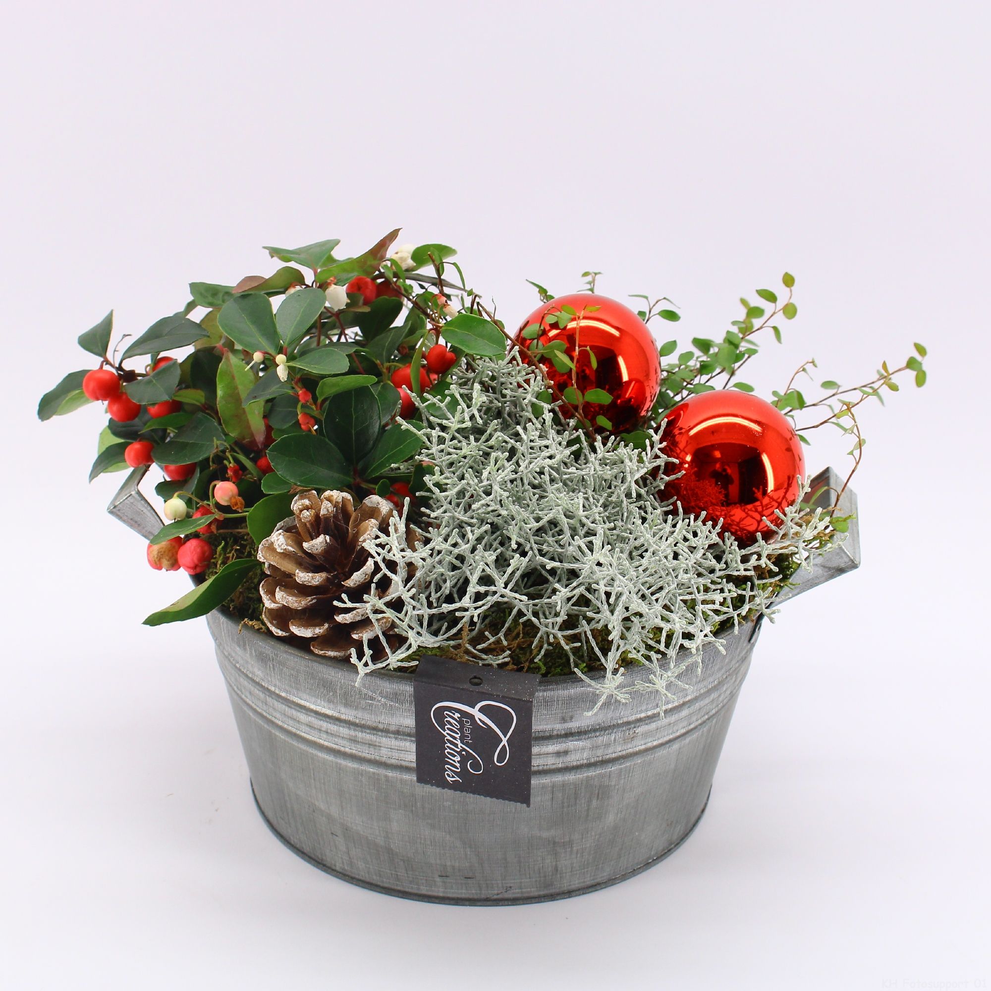 GACR-2512 Gaultheria creatie, D 23 cm