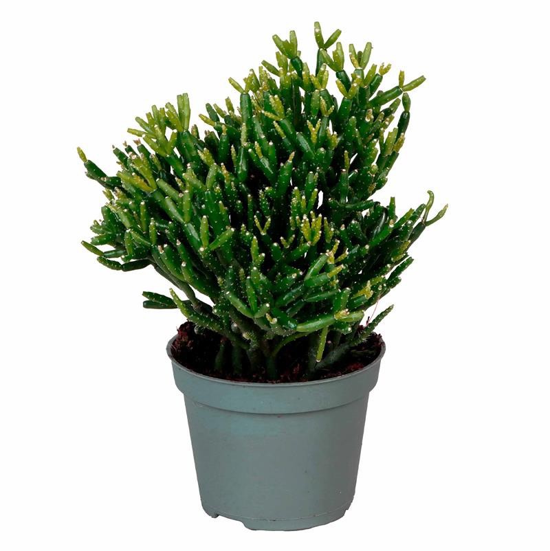 RHIPSALIS BACCIFERA, D 6 cm