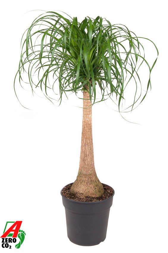 Beaucarnea stam P27 - 2ft, D 27 cm