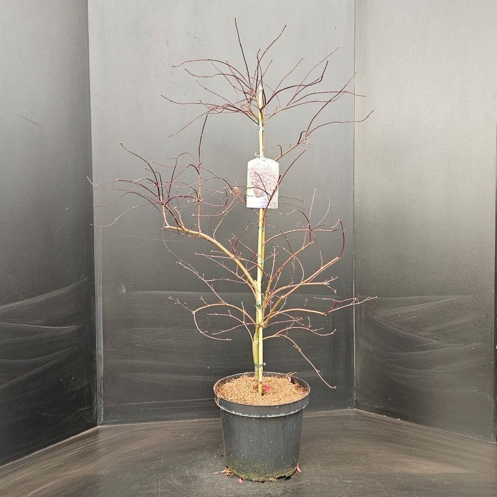 Acer palmatum Garnet P29, D 29