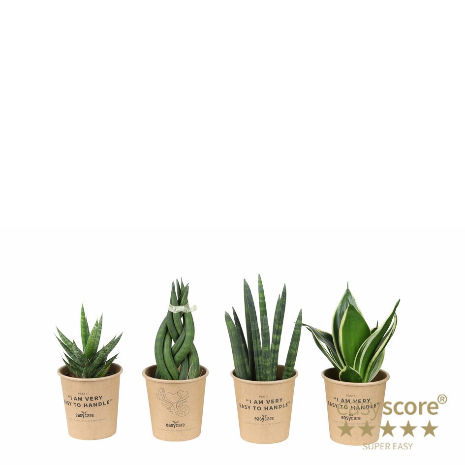 Sanseveria 30616001, D 6 cm