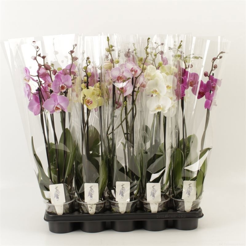Phalaenopsis gemengd 3 Tak Mix, D 12