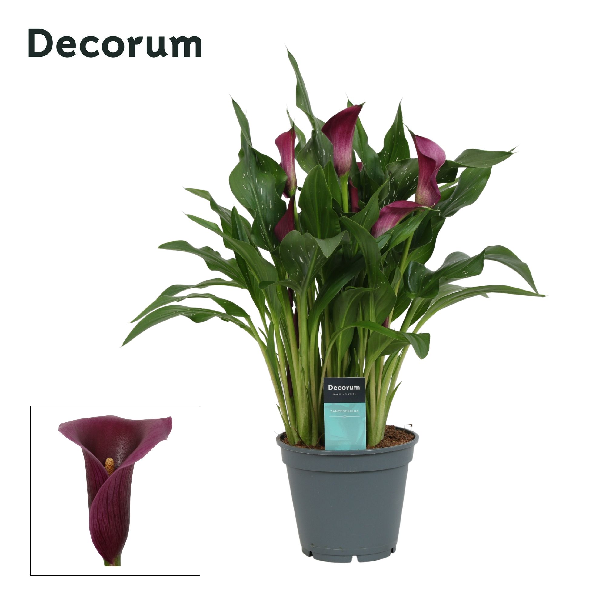 Zantedeschia (Calla) Paars (Decorum), D 17