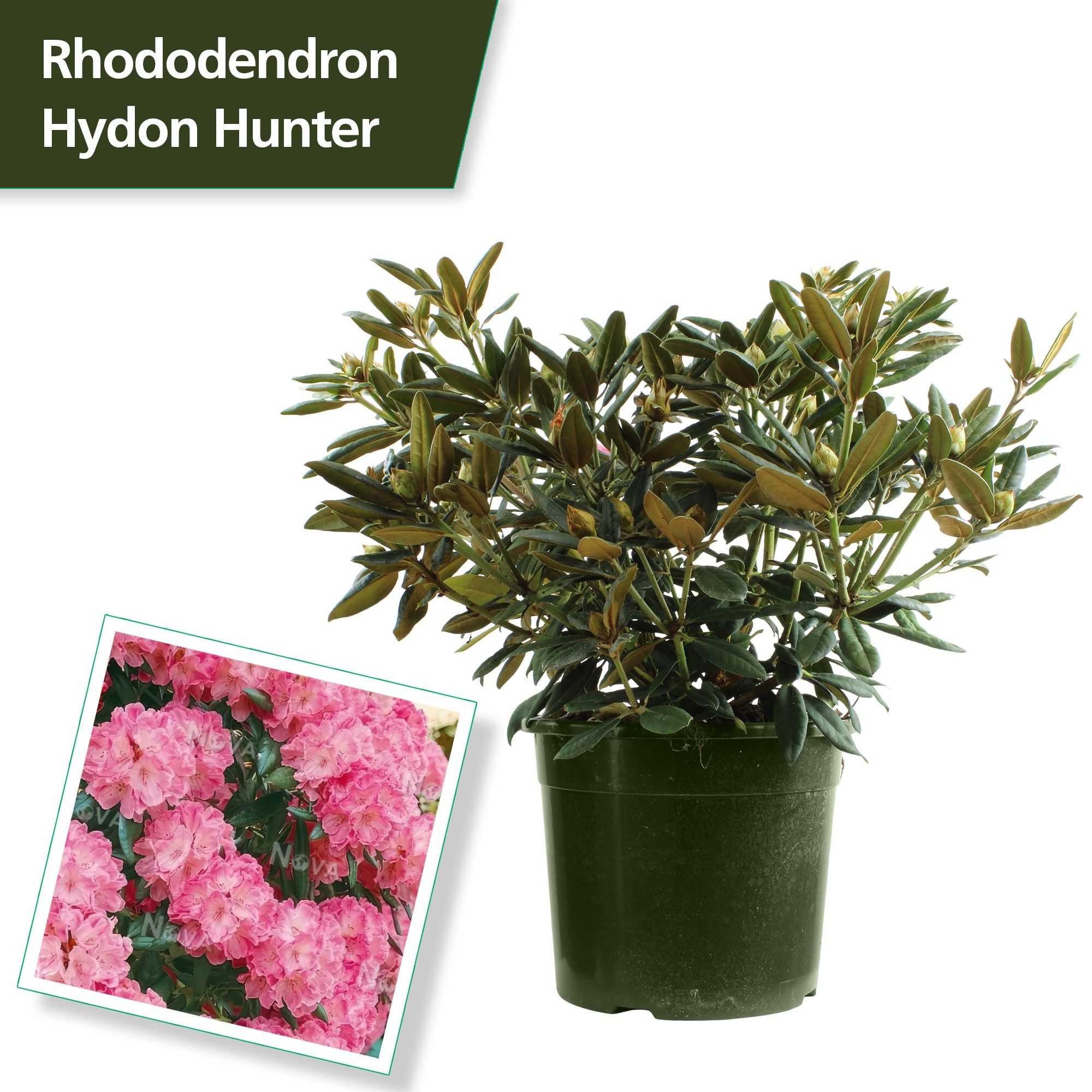 Rhododendron (Y) 'Hydon Hunter', D 37