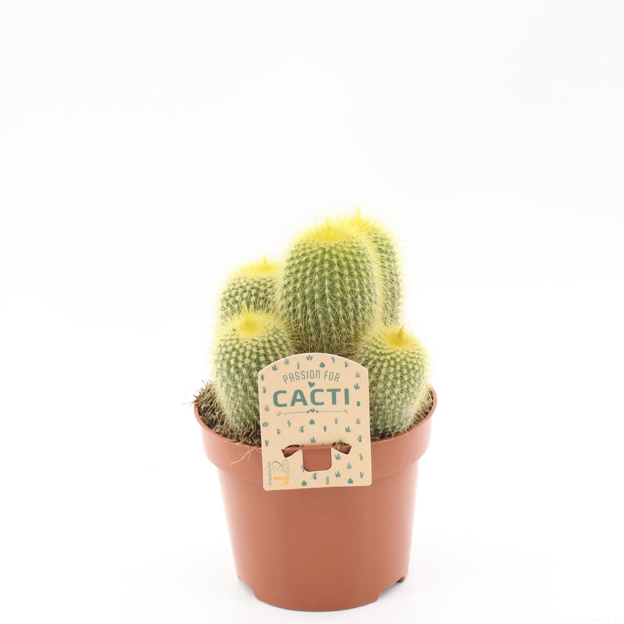 Parodia leninghausii, D 12