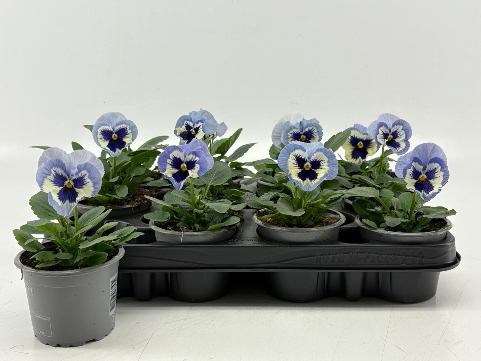 Viola F1 Marina, D 9