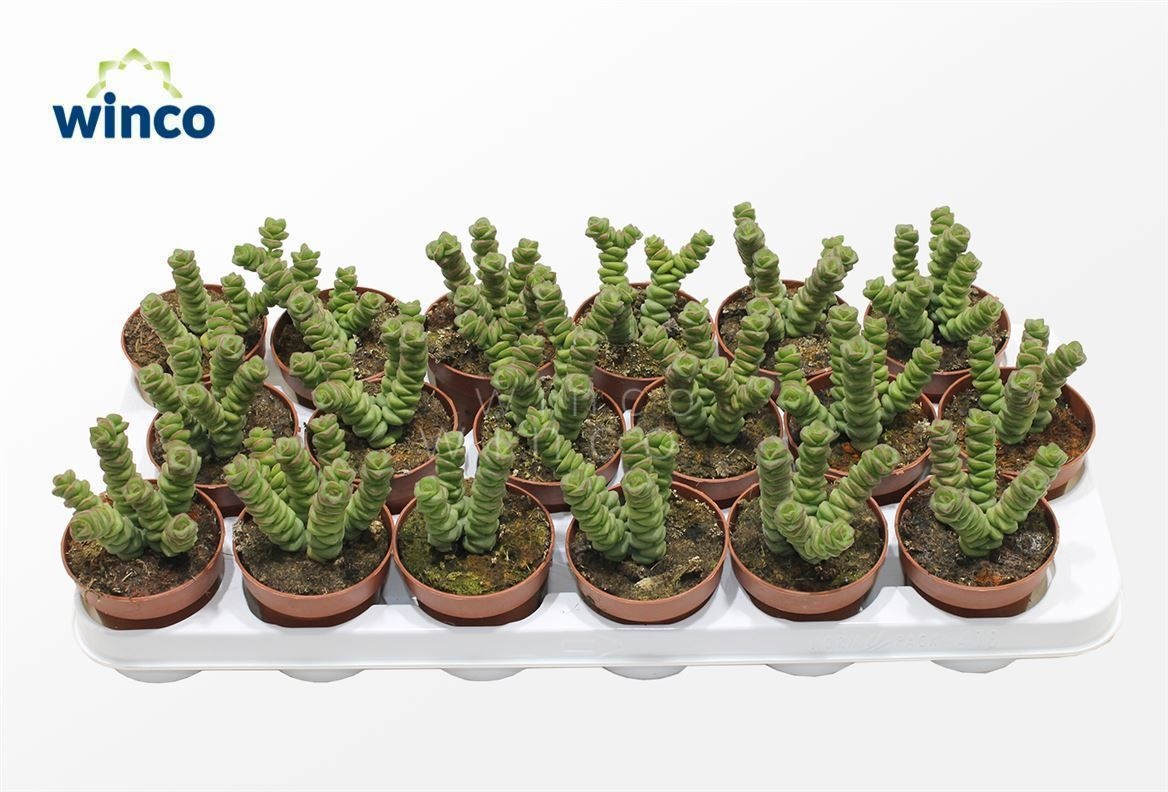 Crassula Marneriana (jade), D 8,5