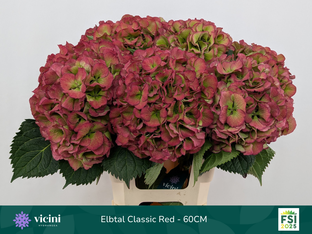 Гортензия Элбтал Классик 60, шт.