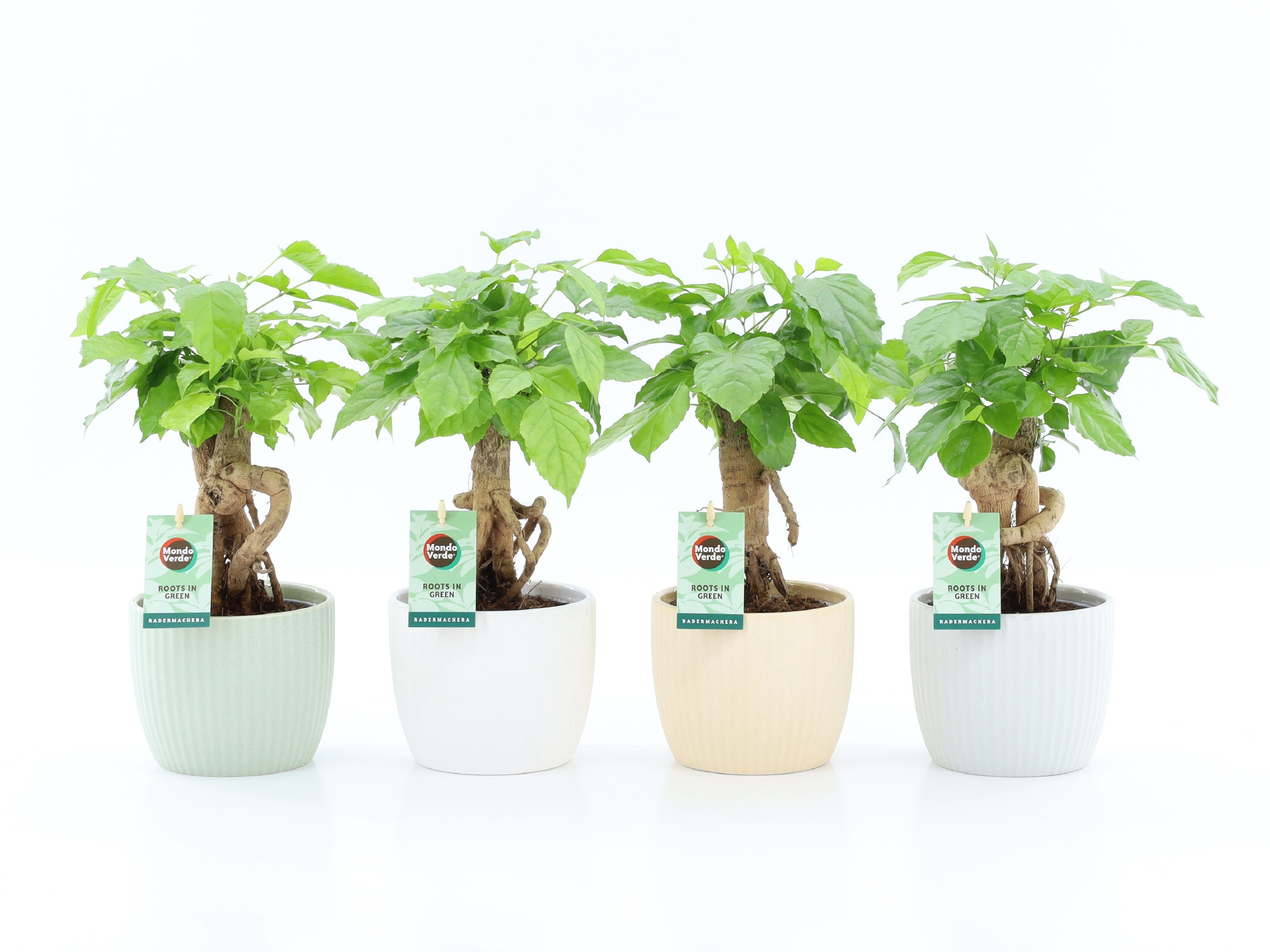 Radermachera Bonsai in New Sandy Keramiek, D 13