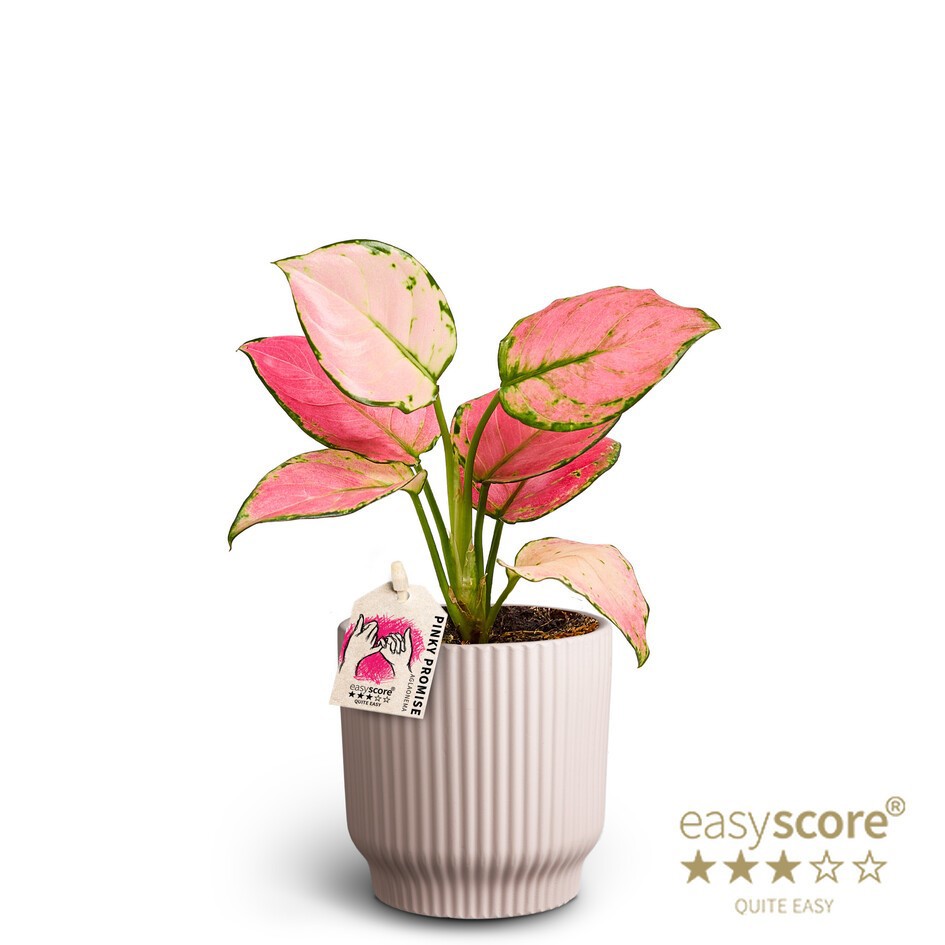 AGLAONEMA COMMUTATUM 4090163 Nordic L Pinky, D 10