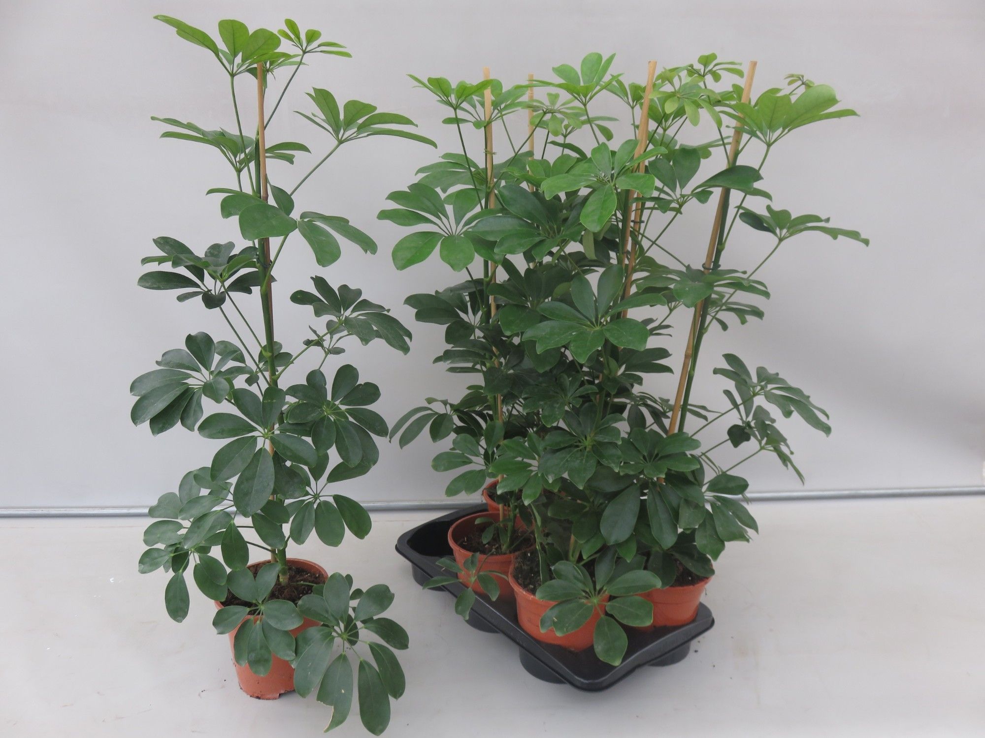 schefflera compacta, D 17