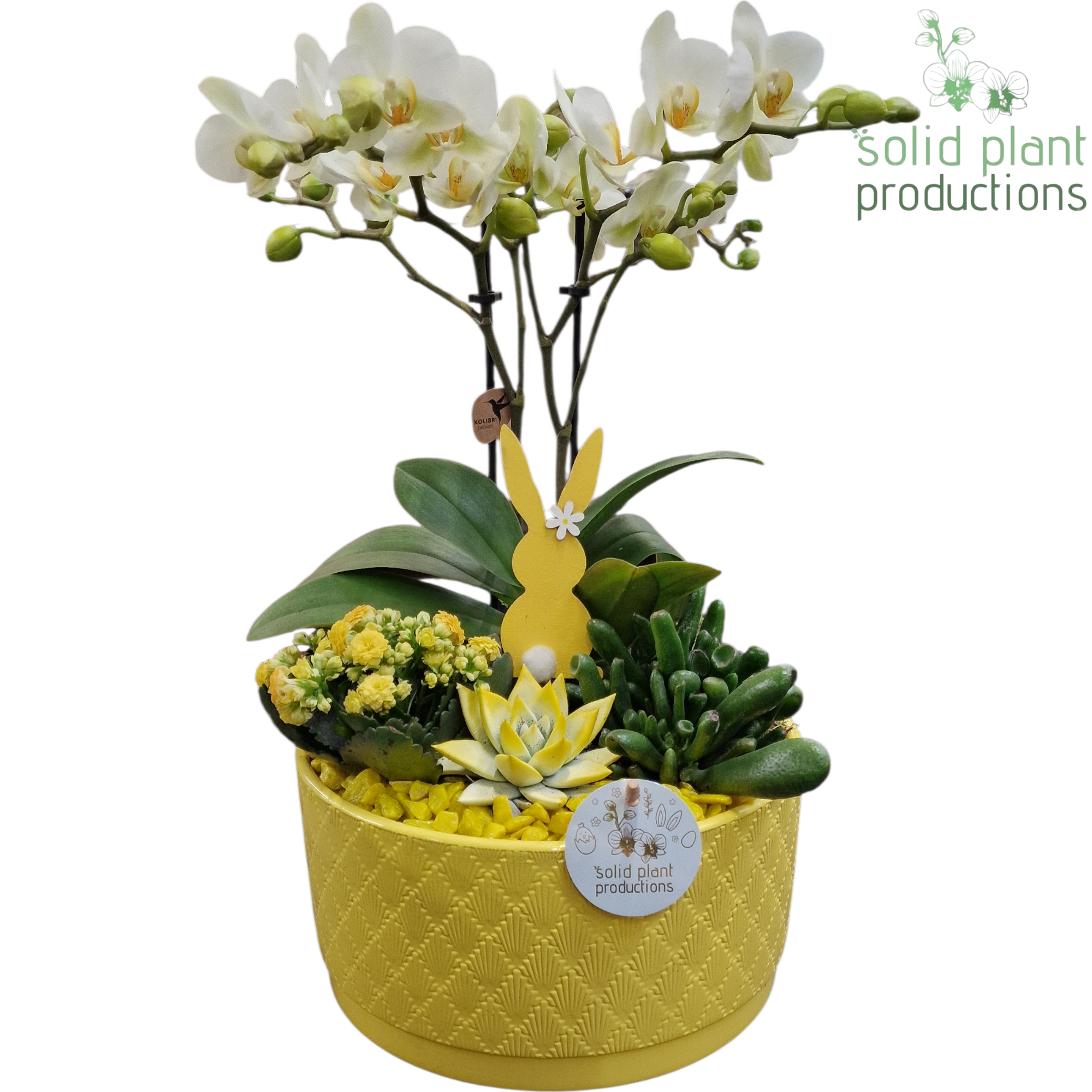 PE004 Stella Yellow Easter, D 22