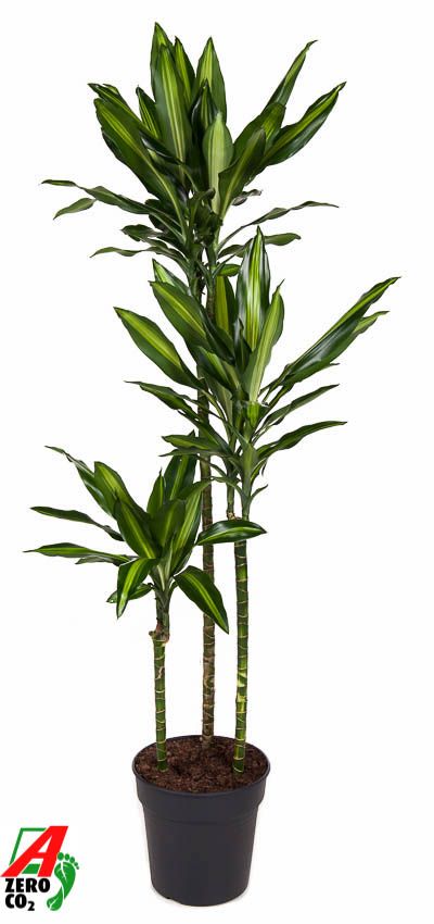 Dracaena Cintho 90-60-30, D 24