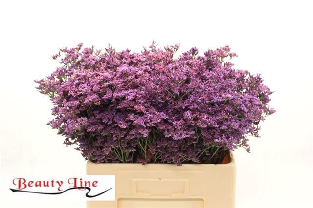 Лимониум Пиума Дарк Блю 60, шт.