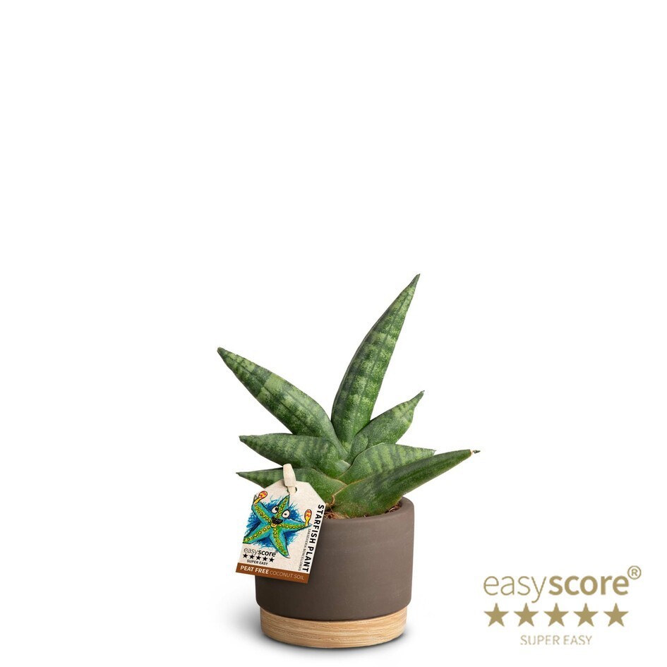 Woodbase Mocca, Sansevieria ´Boncellensis´, D 7 cm