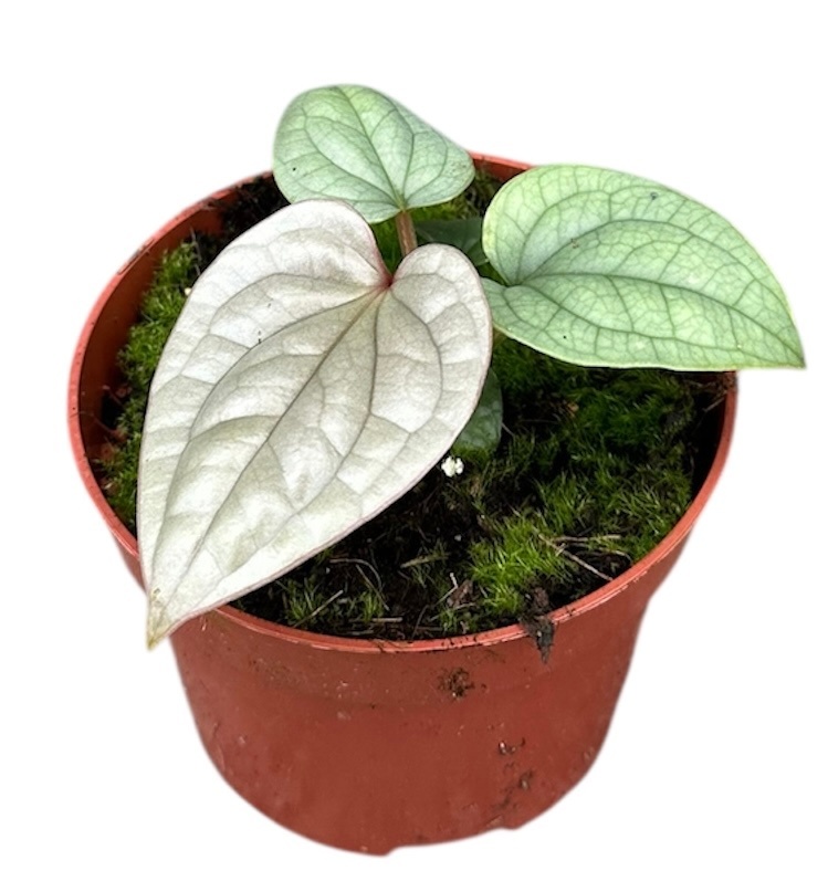 Anthurium Luxurians, D 10,5 cm Anthurium Luxurians, D 10,5 cm