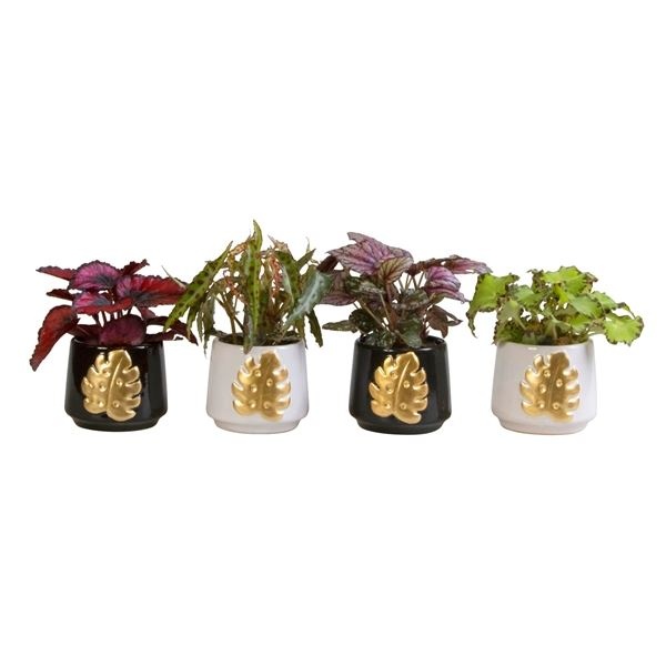 L 66159 With Begonia Mix 6 cm, D 6 cm L 66159 With Begonia Mix 6 cm, D 6 cm