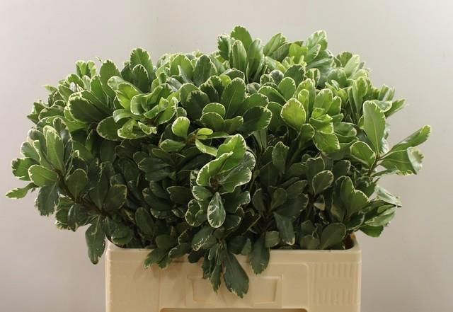 Питтоспорум Илан 60 (зелено-бел.), шт.