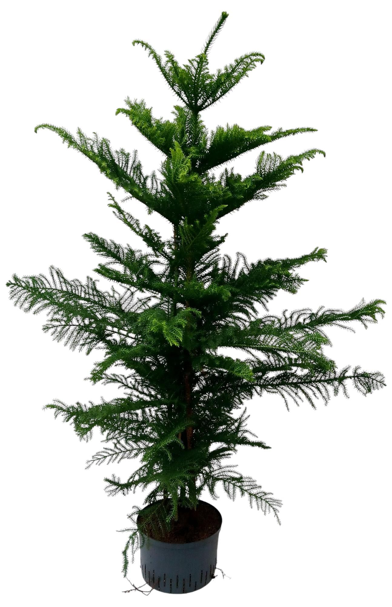 araucaria hydro, D 28