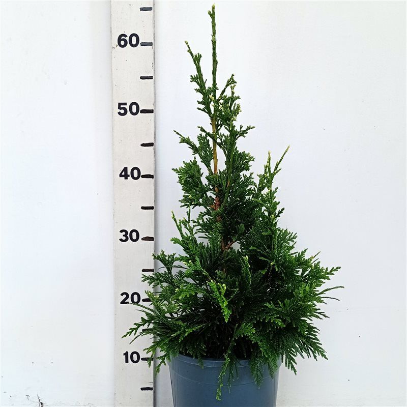 Thuja plicata 'Can-Can', D 19