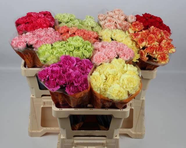 Диантус од. Микс, шт.