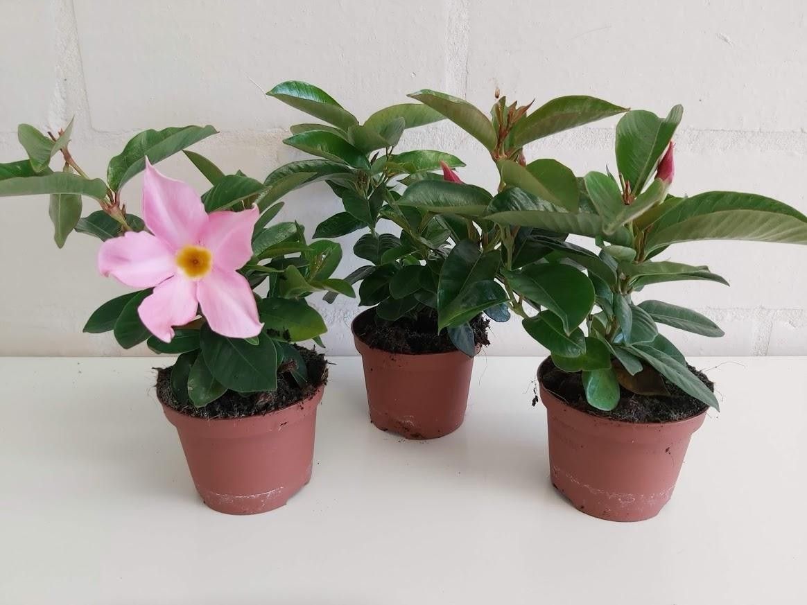 547 PLC : Pot 10 cm MANDEVILLA Rio Light Pink, D 10