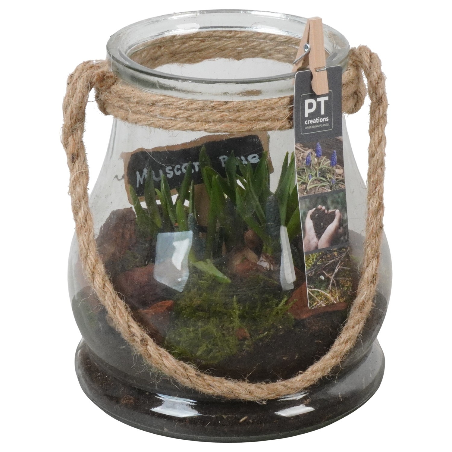 PTMB6328 Arrangement Muscari Blue in glas vaas met touw, D 16