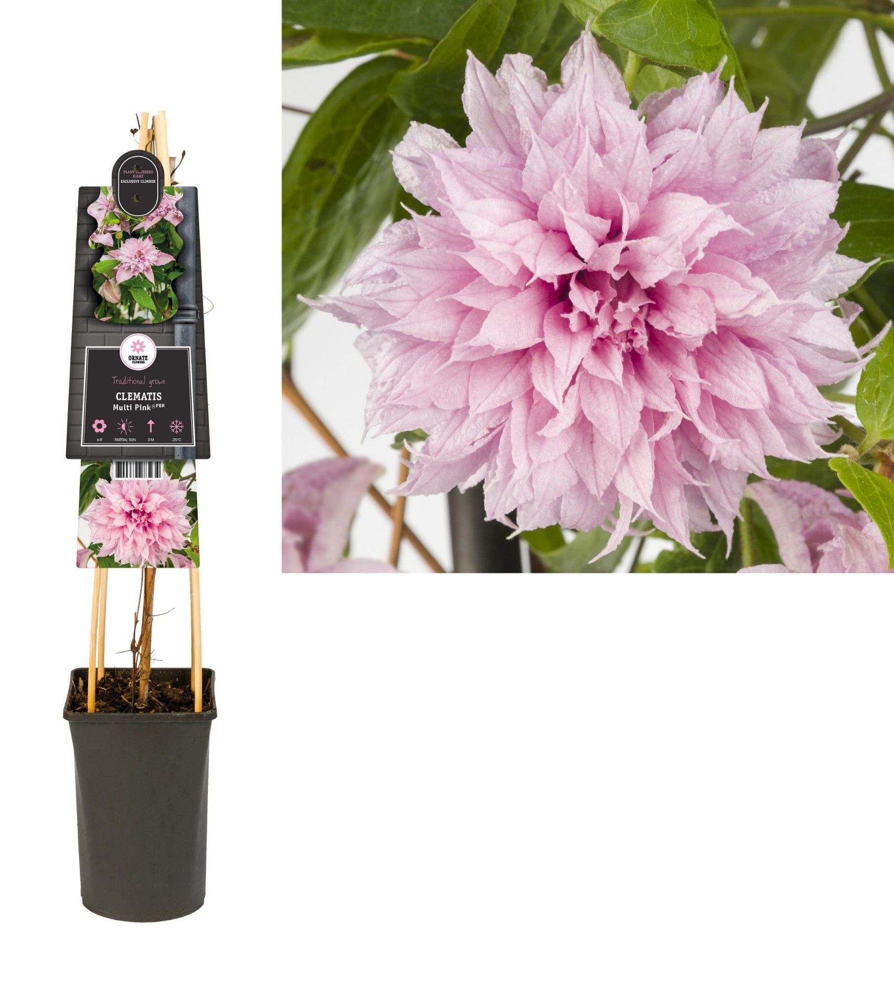 Clematis Multi Pink® PBR +3.0 label, D 17 cm