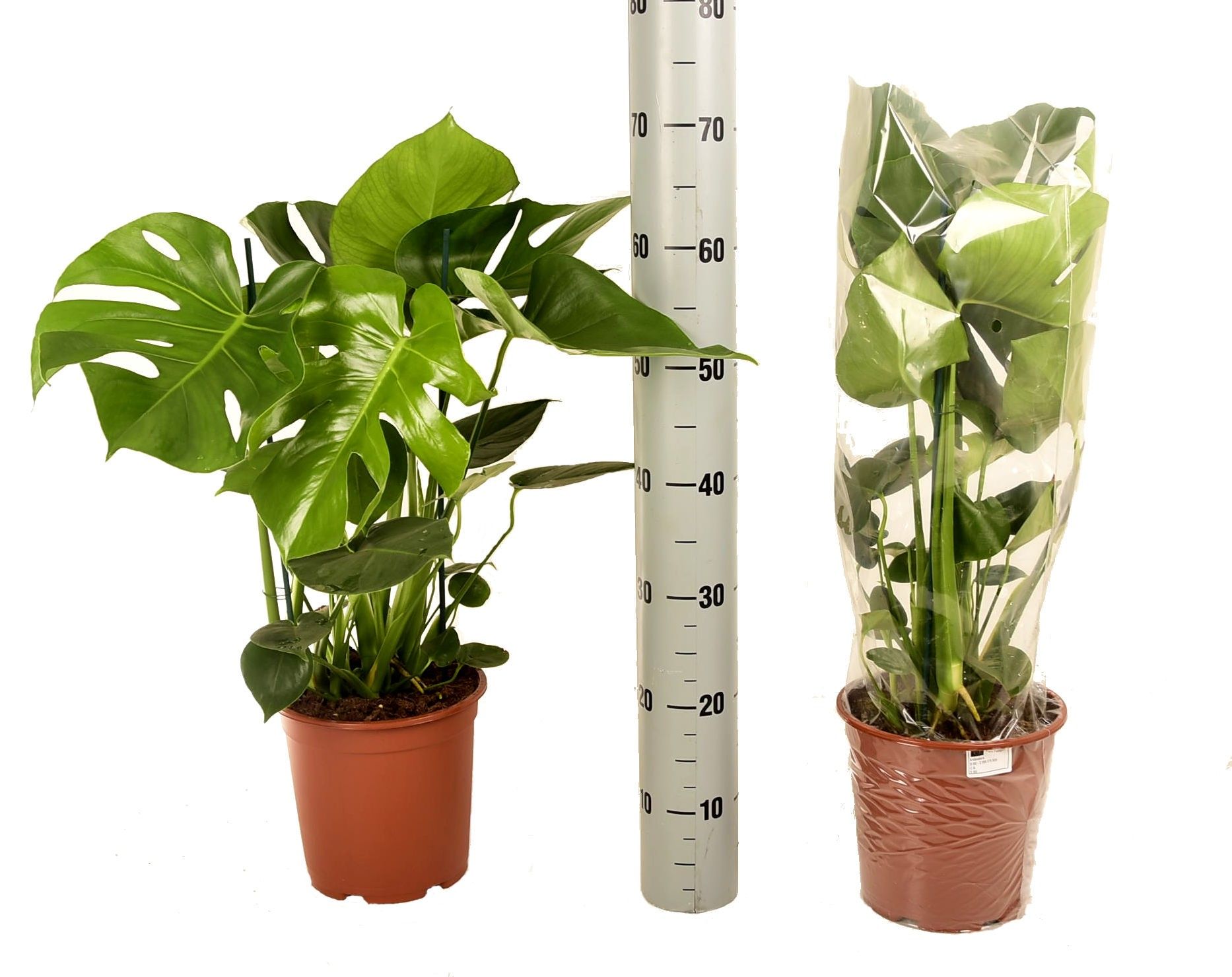 Monstera Deliciosa, D 21