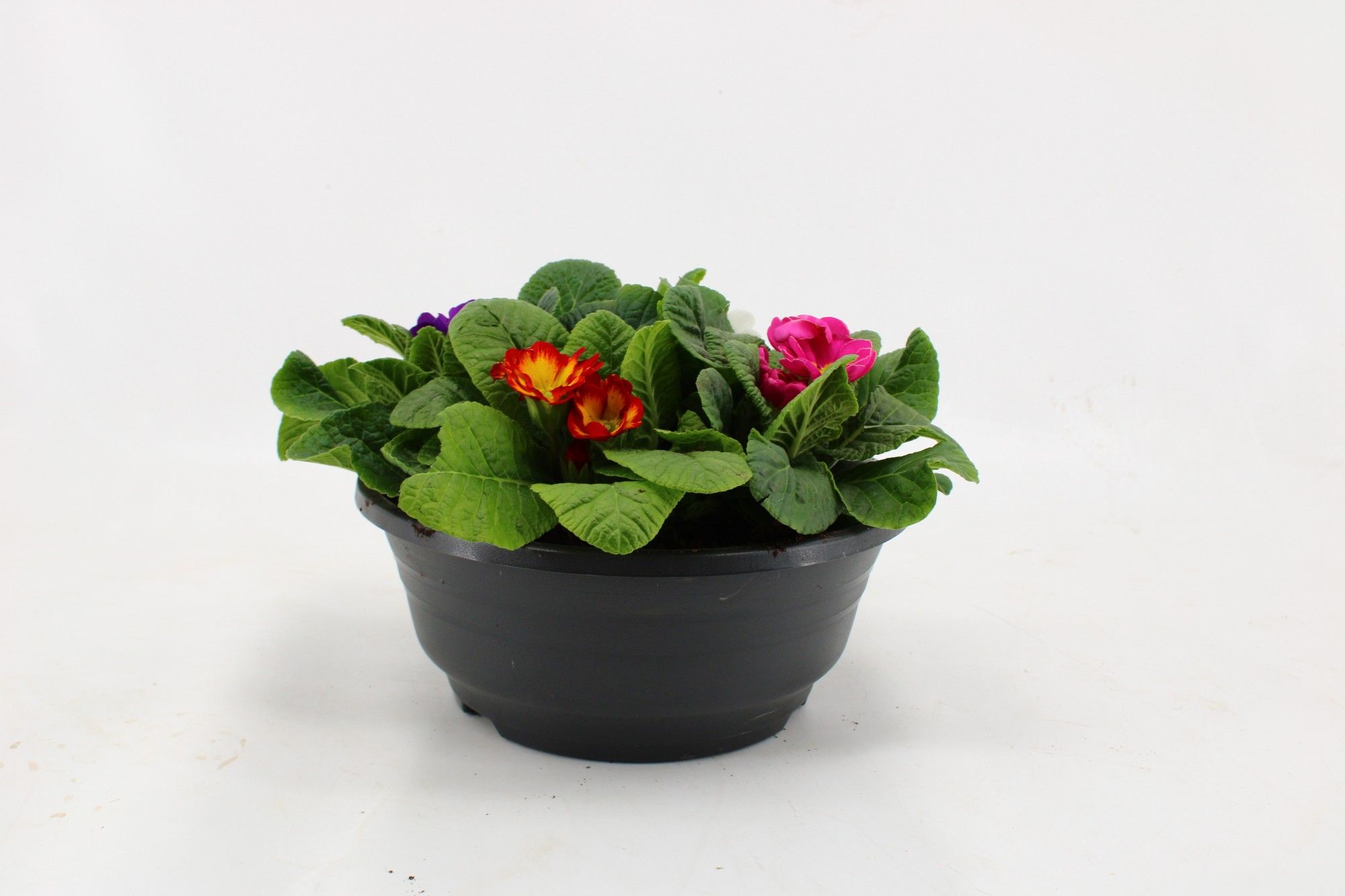 Primula Acaulis in Plastic Antraciet Schaal Carnaval (4 planten), D 23 cm