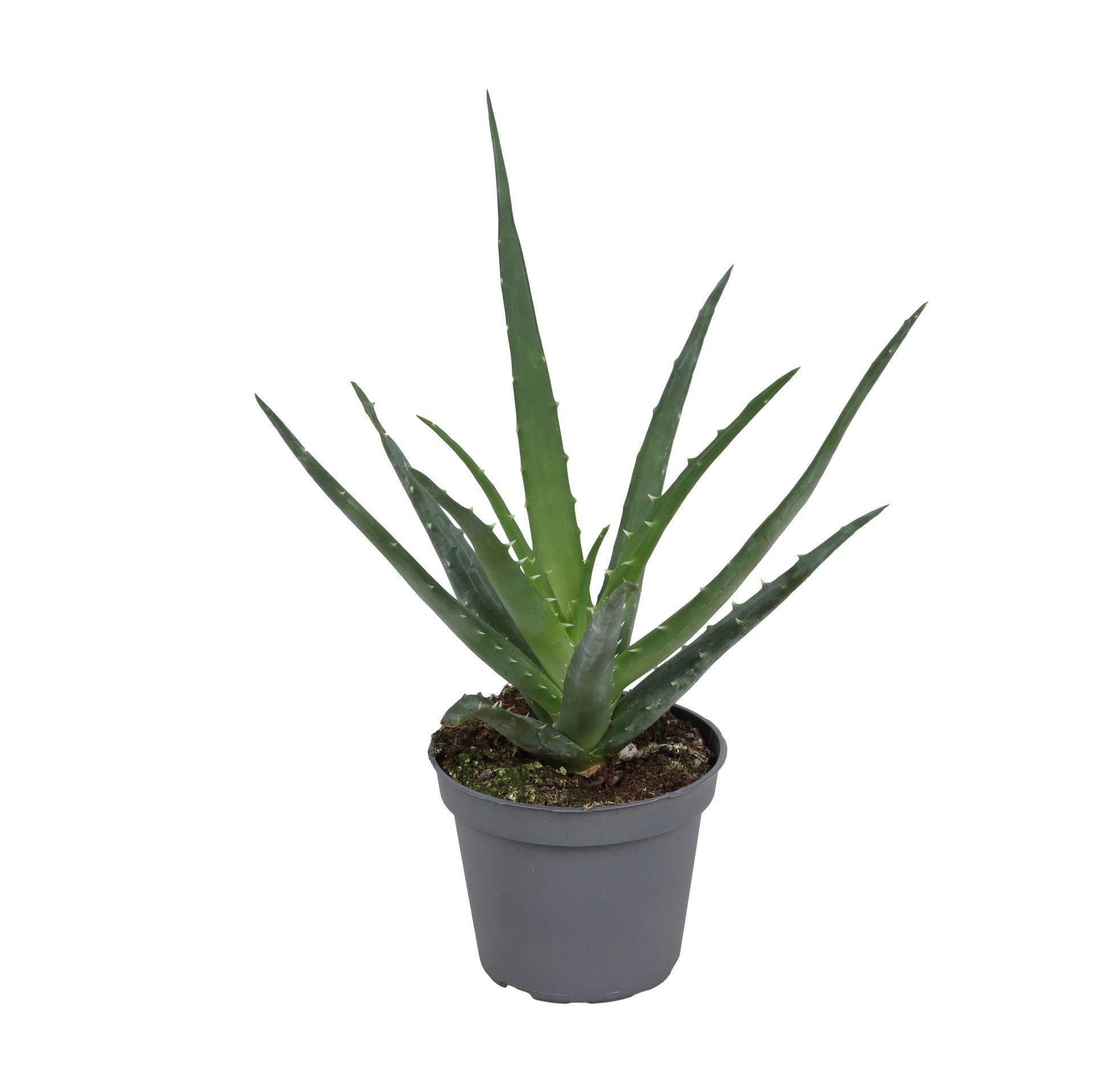 Aloe Vera Mohawk 6 cm, D 6
