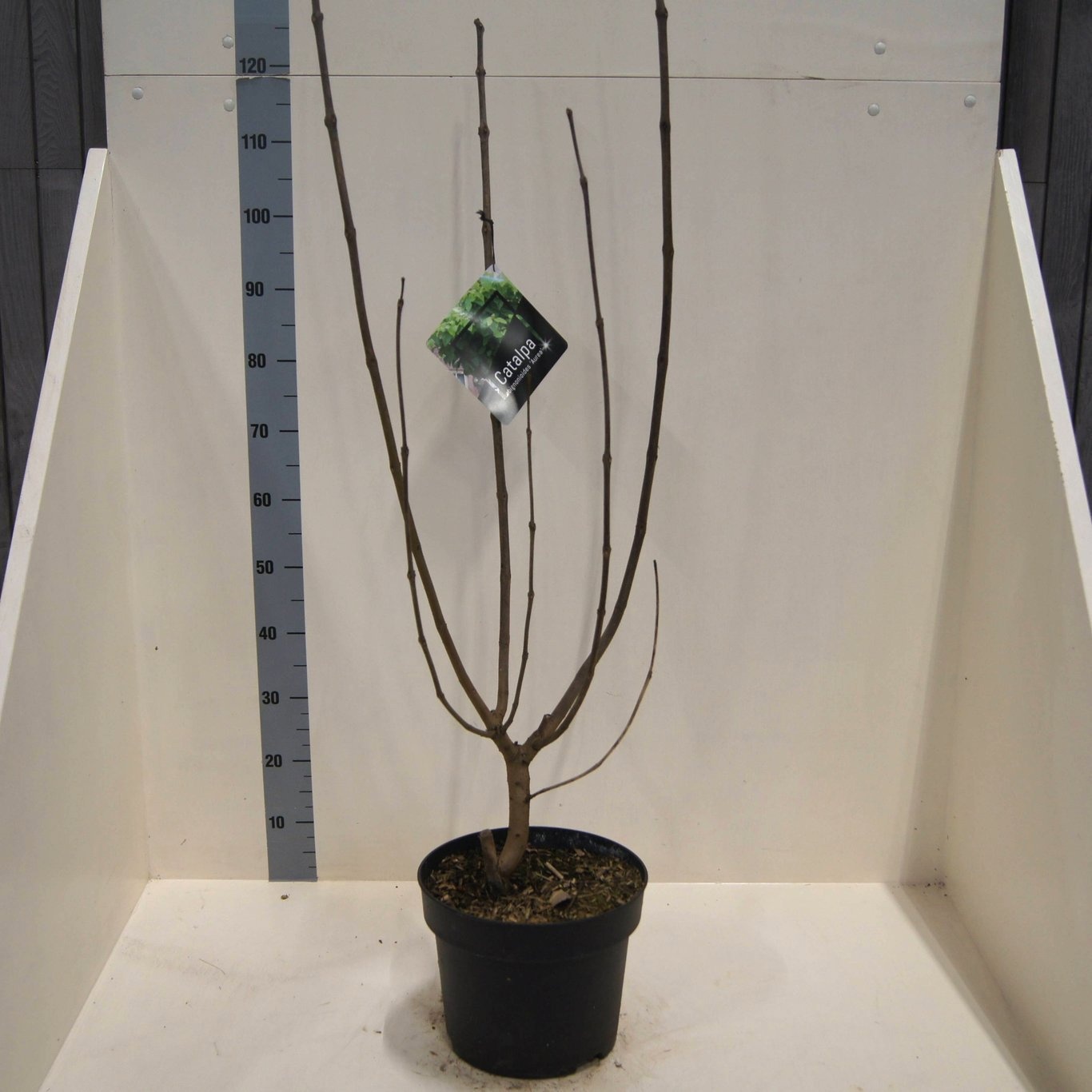 Catalpa bignonioides 'Aurea', D 28