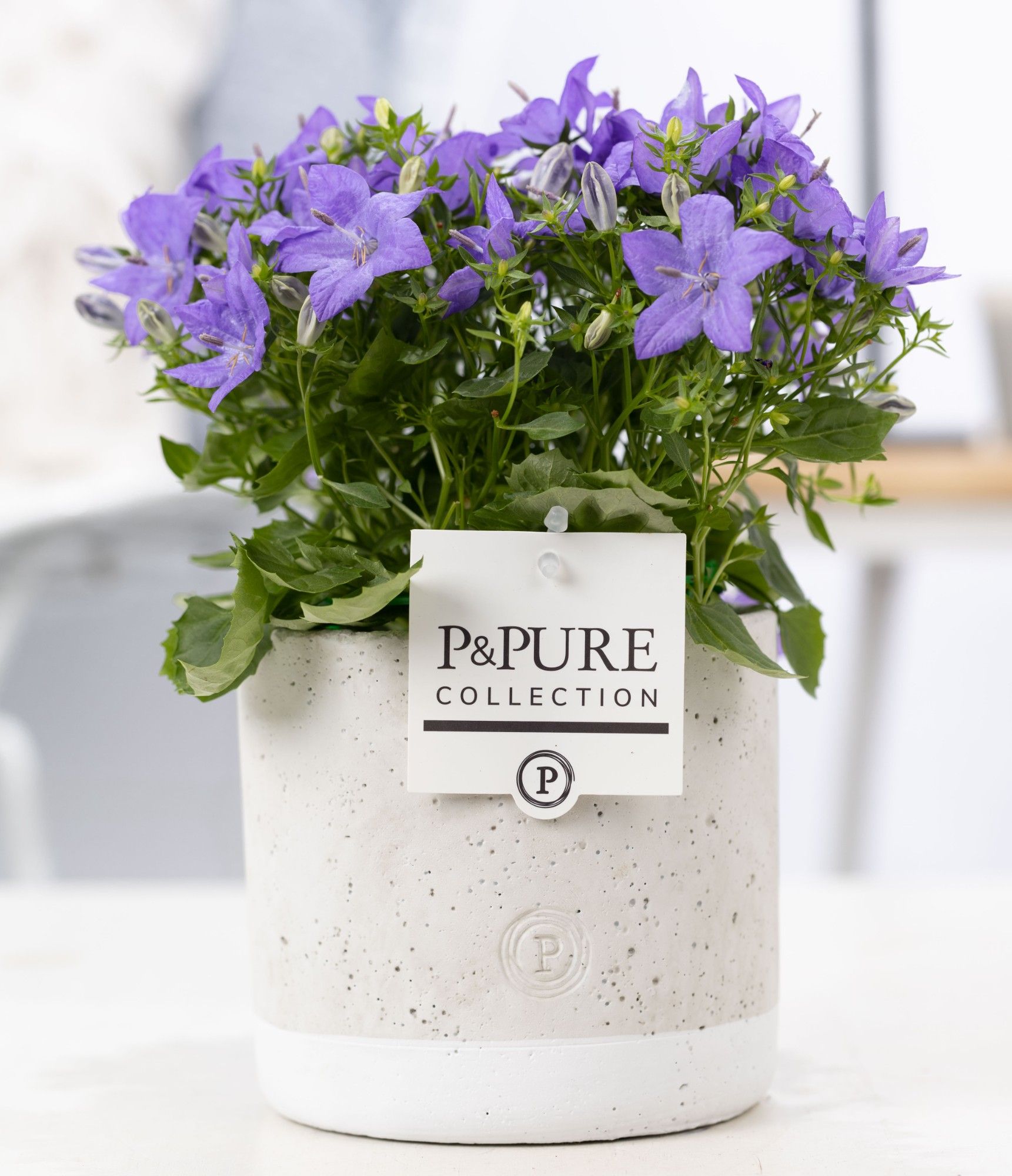 Campanula 'Napoli' Pure Jade, D 14