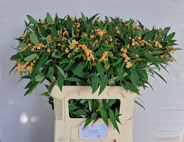 Эуфорбия куст. Коньяк Барон 80, шт.