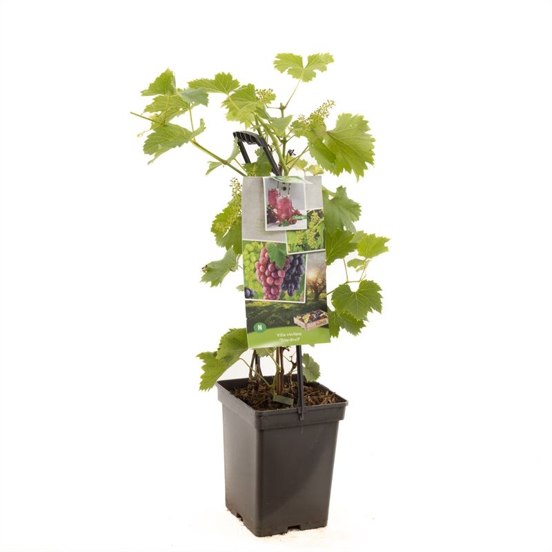 Vitis vin. Trio druif - draagbeugel 3 planten 1 pot, D 18