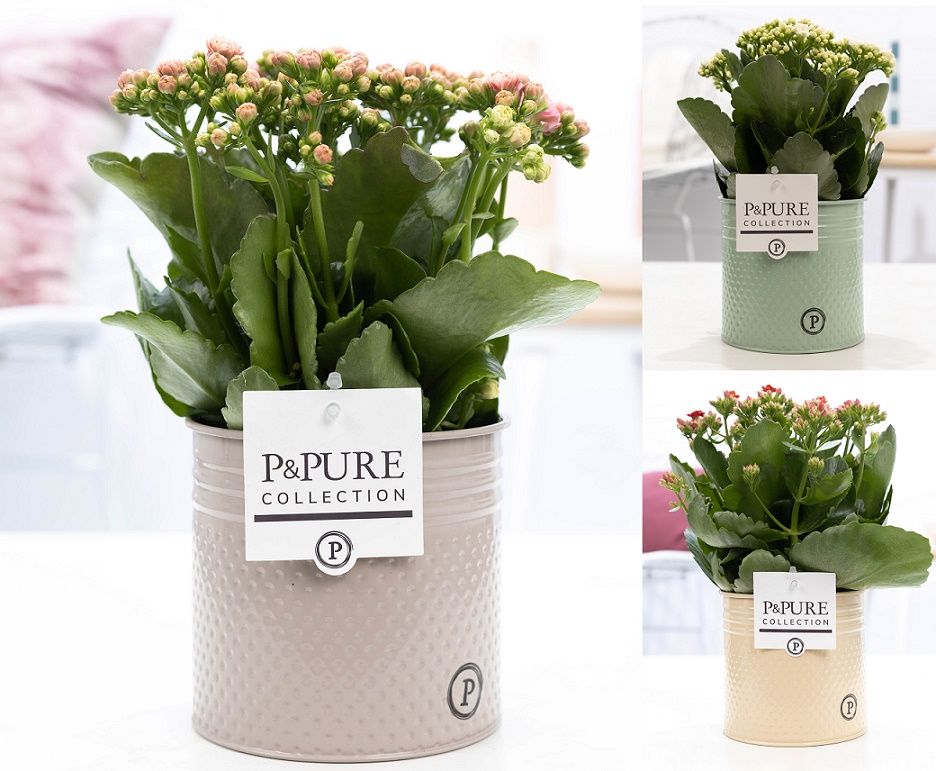 Kalanchoe mix in P&PURE zinc pot Louise 4 ass., D 12