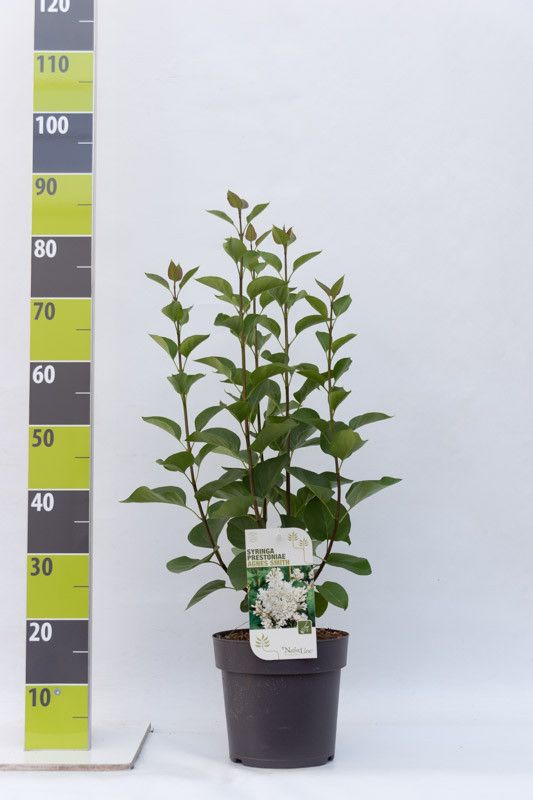 Syringa 'Agnes Smith' C 4,6, D 23 cm