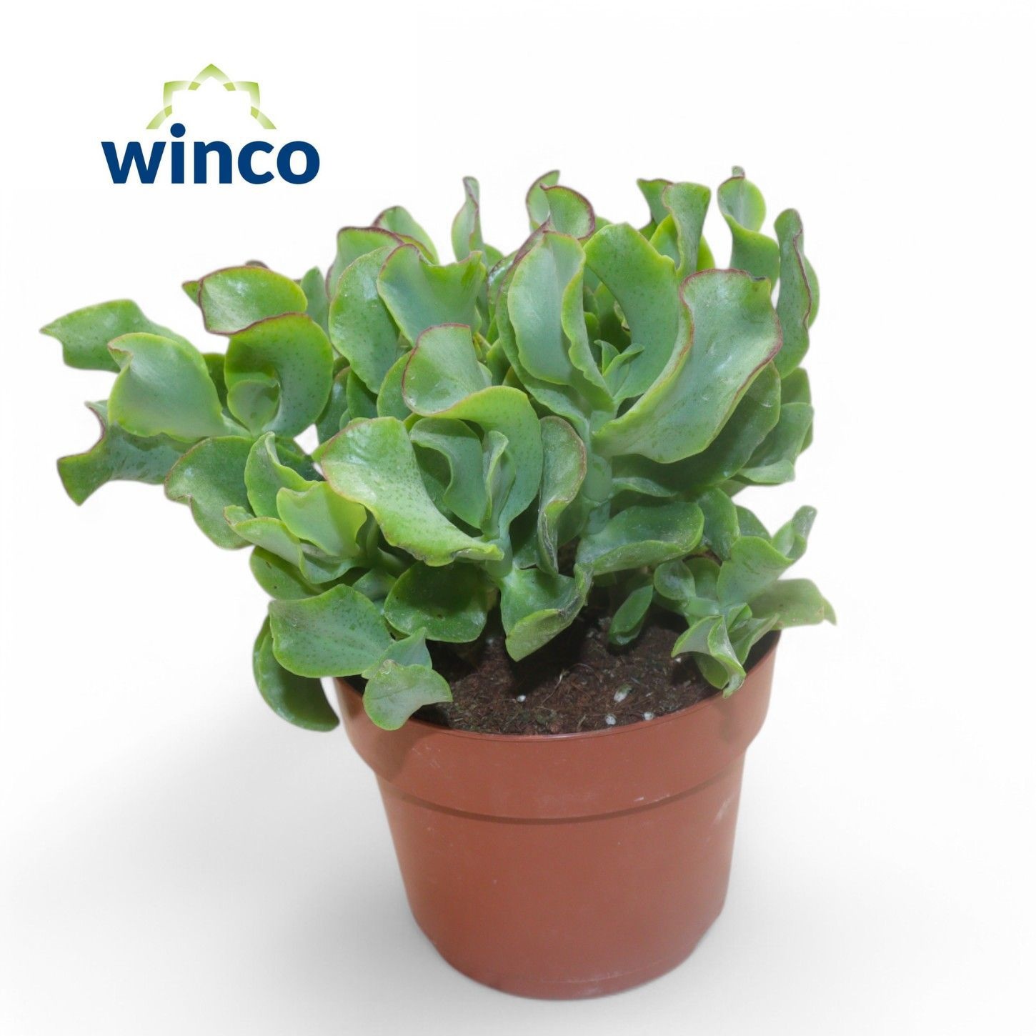 Crassula Undilatifolia, D 12