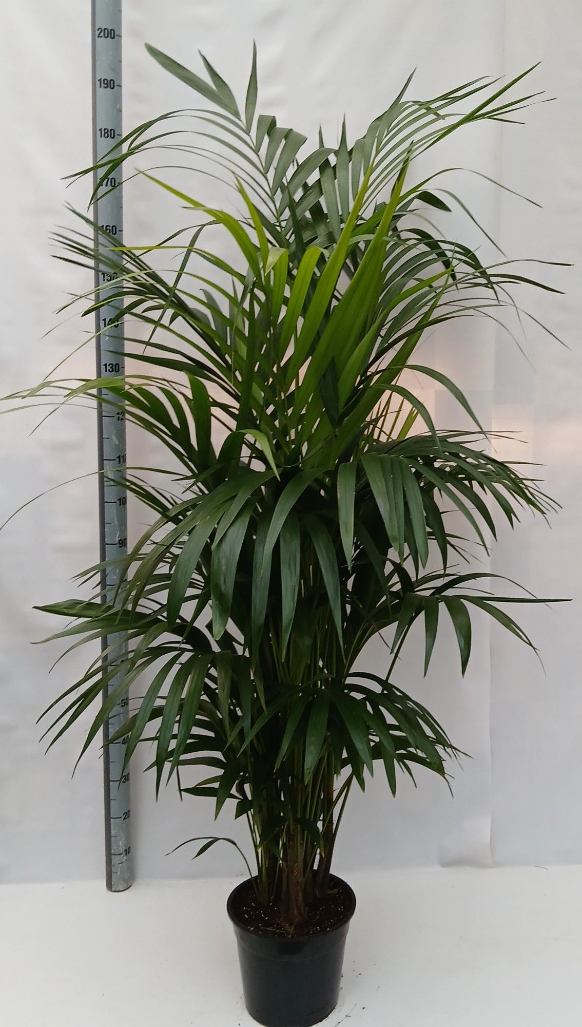 Howea forsteriana, D 27 cm