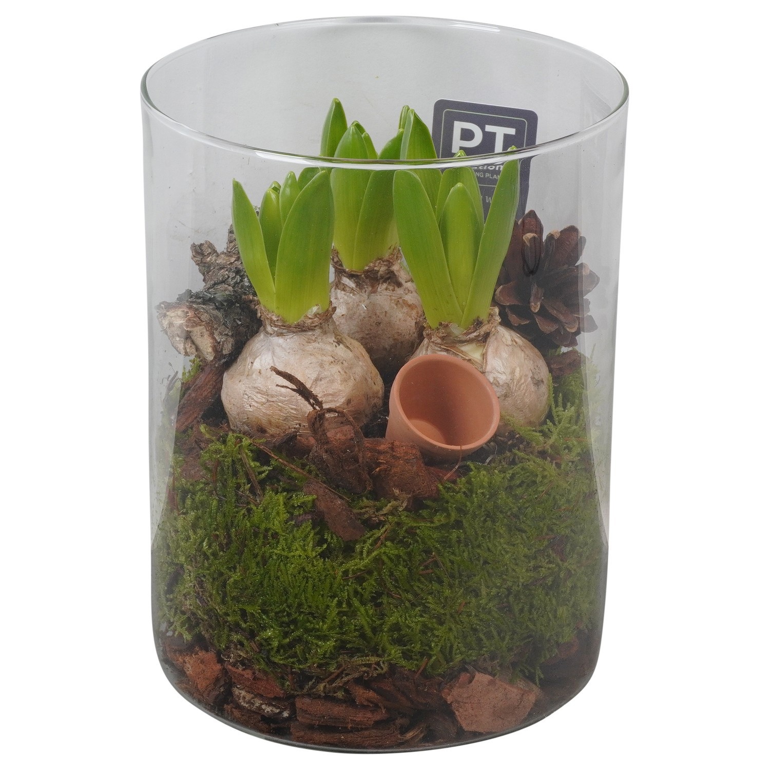 PTWH4036 Arrangement Winter Hyacint in glas cylinder, D 15