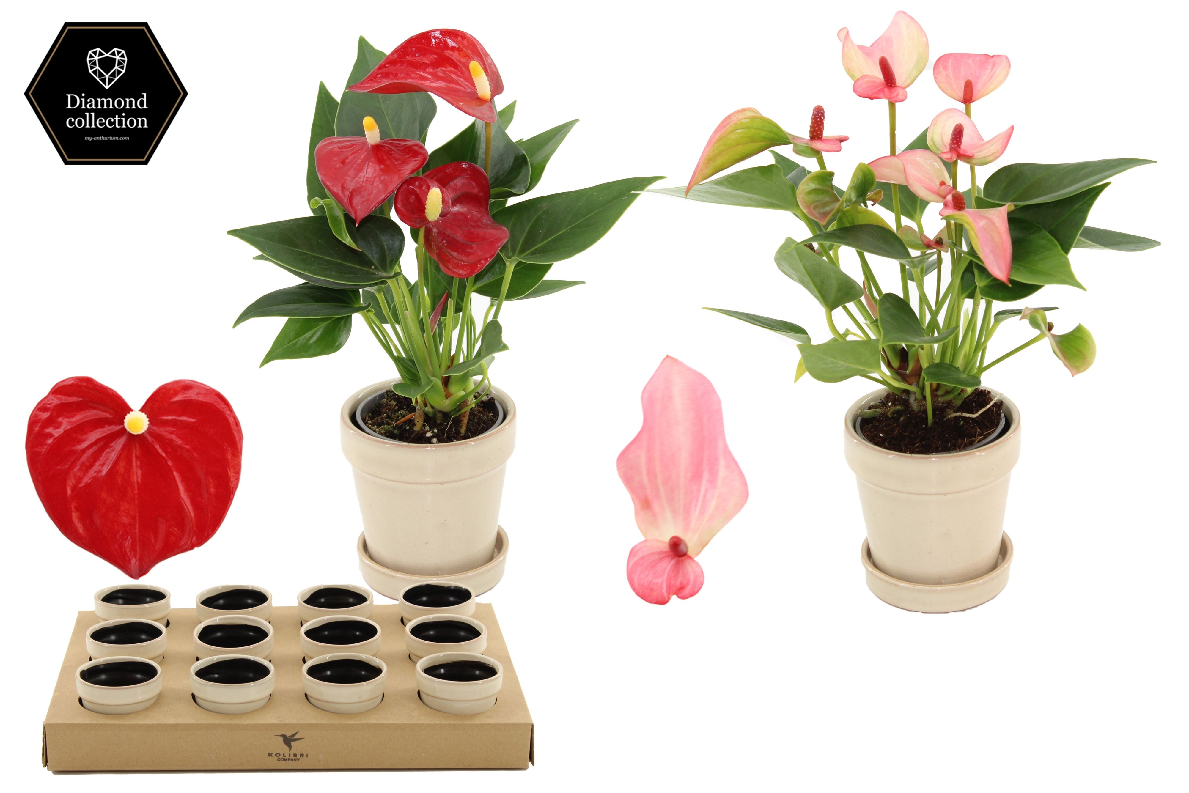 Anthurium 6 cm 2 color mix in Flower Sand ceramics, D 6 cm