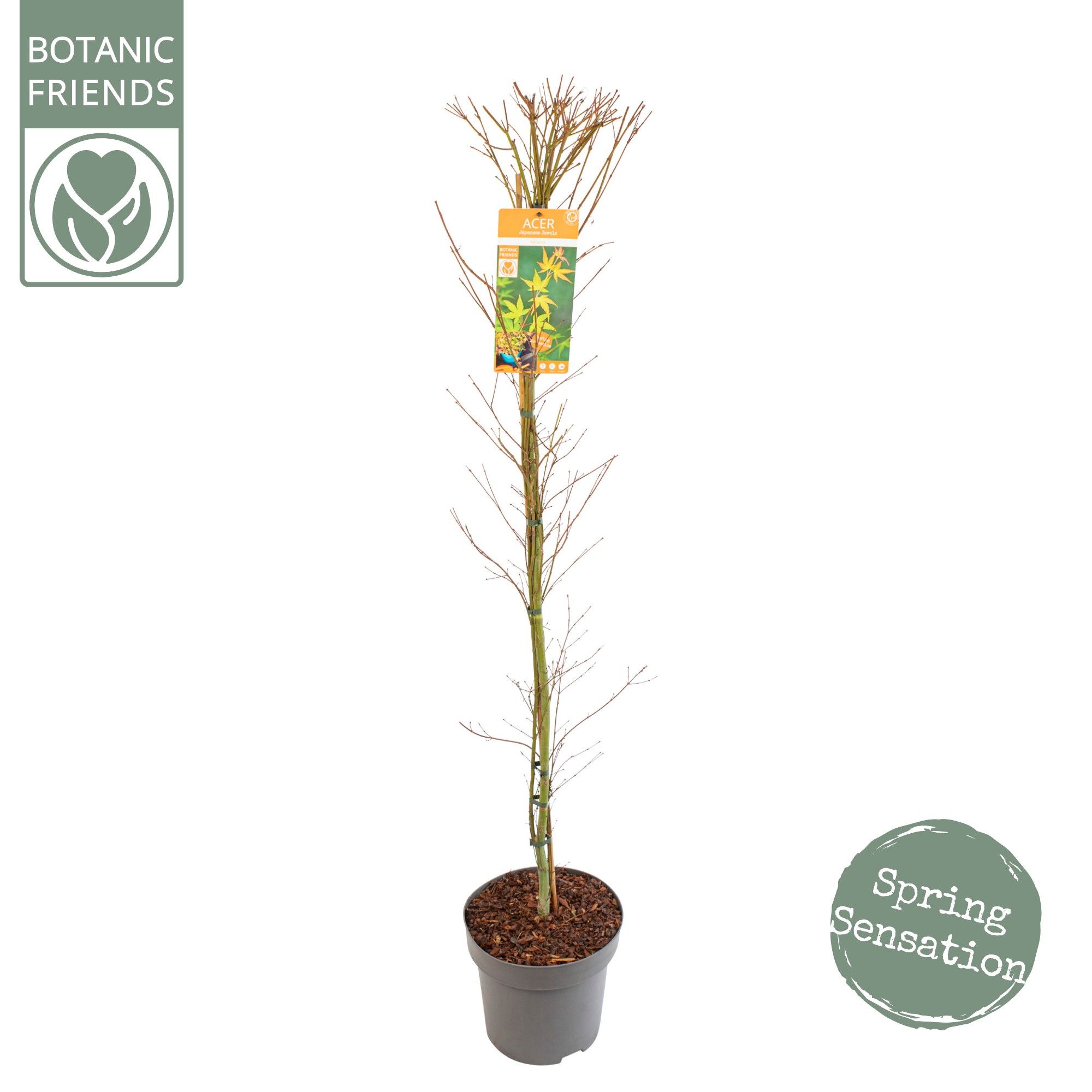 Acer palm. 'Katsura', D 30