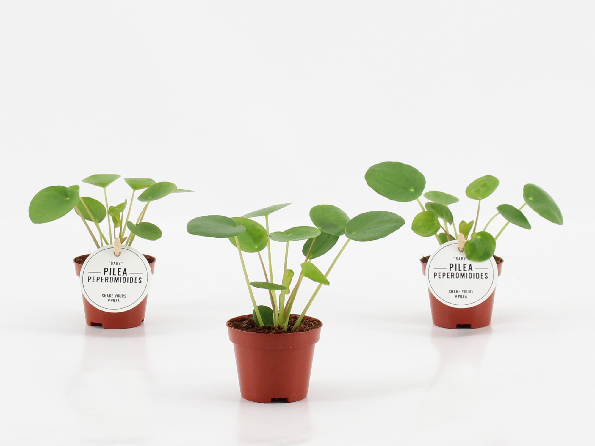 Pilea Peperomioides Baby, D 6