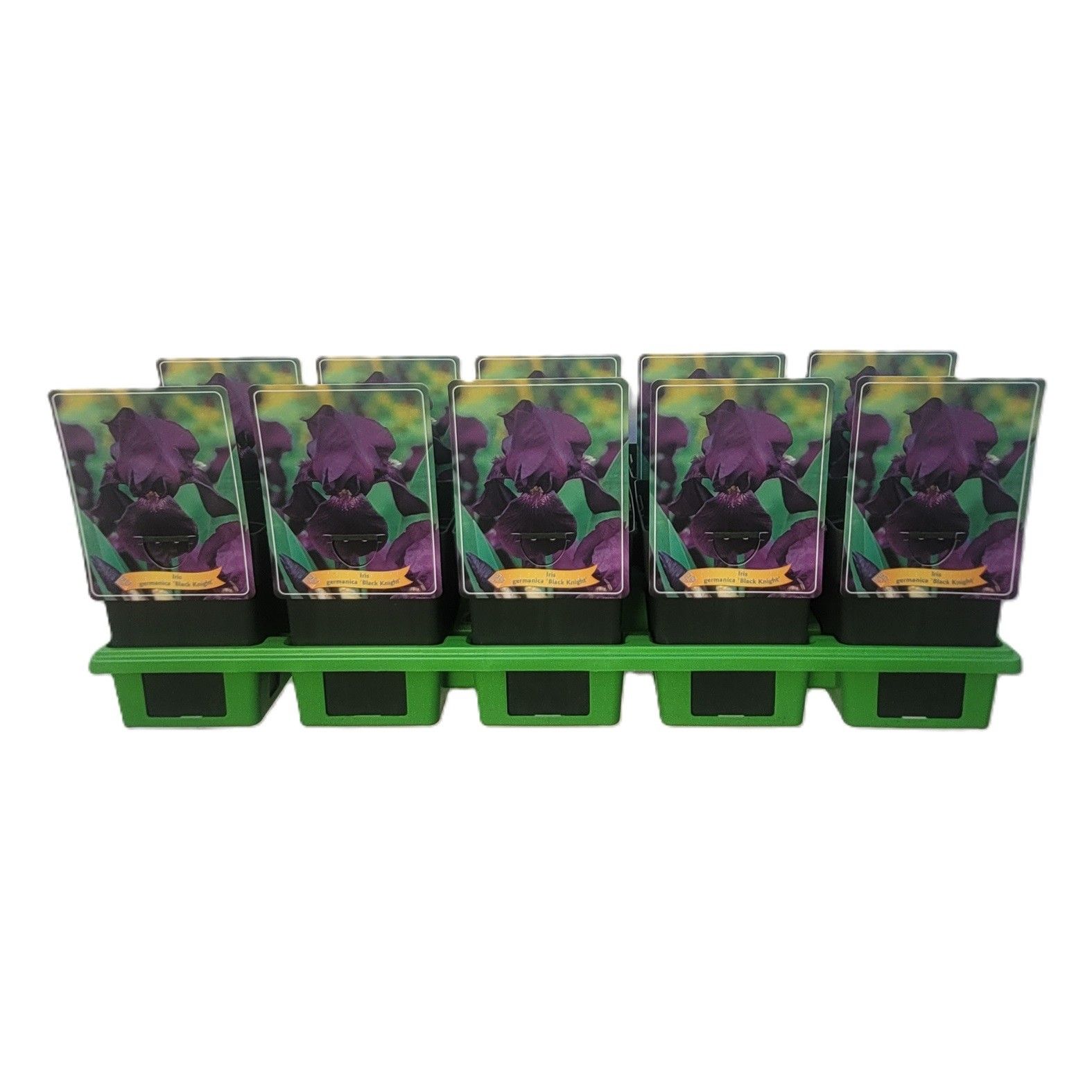 Iris germanica 'Black Knight' P11, D 11 cm